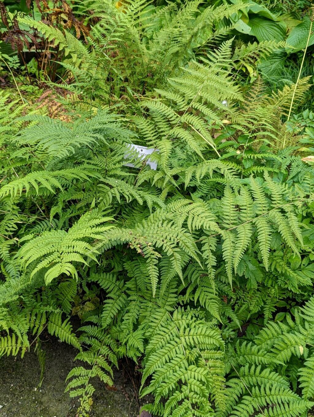 Dryopteris stewartii habit