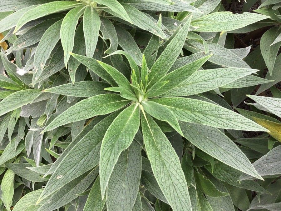 Echium callithyrsum — search result for 'Echium'