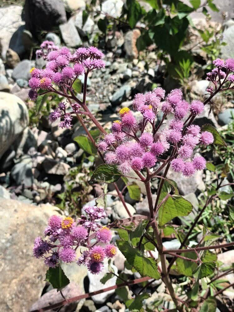 Urolepis hecatantha flower