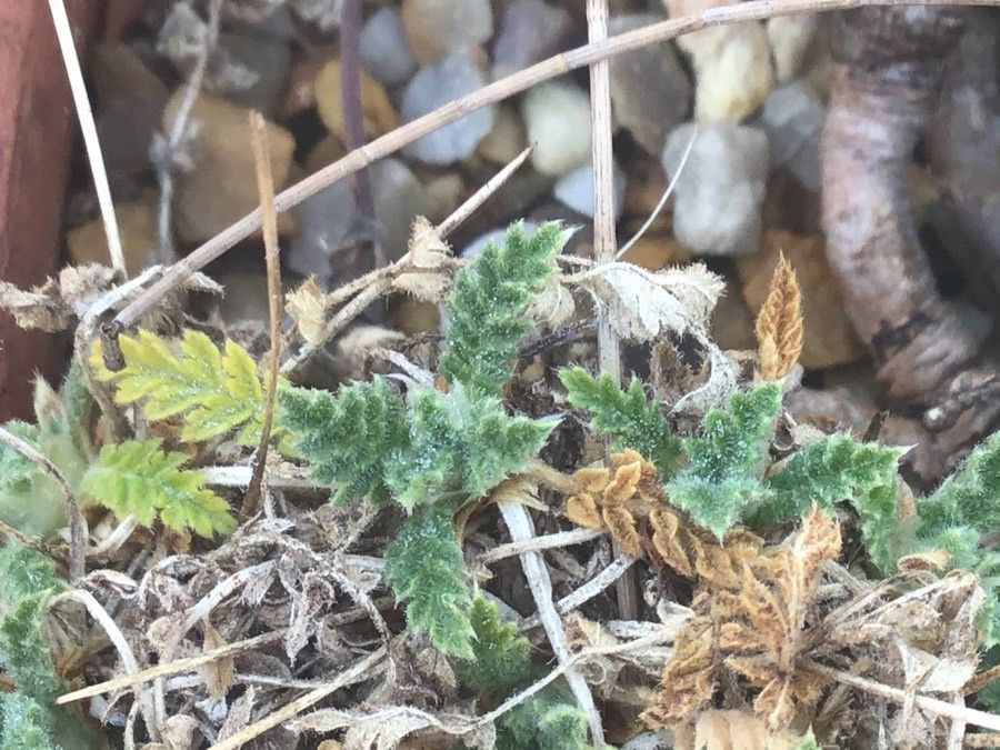 Erodium daucoides — search result for 'Erodium'