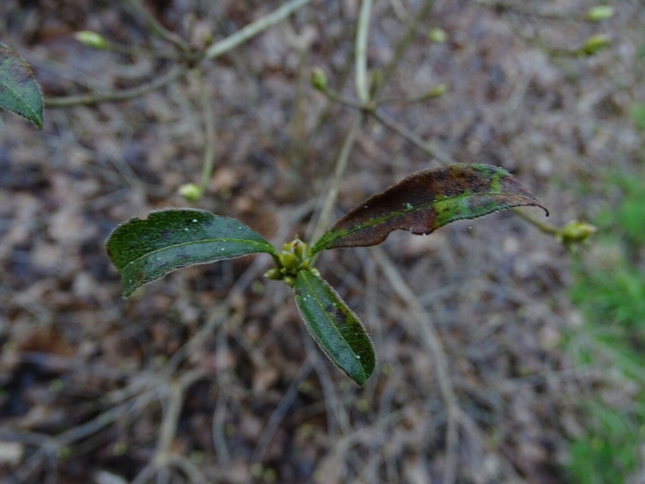 Rhododendron eastmanii — houseplant care guide