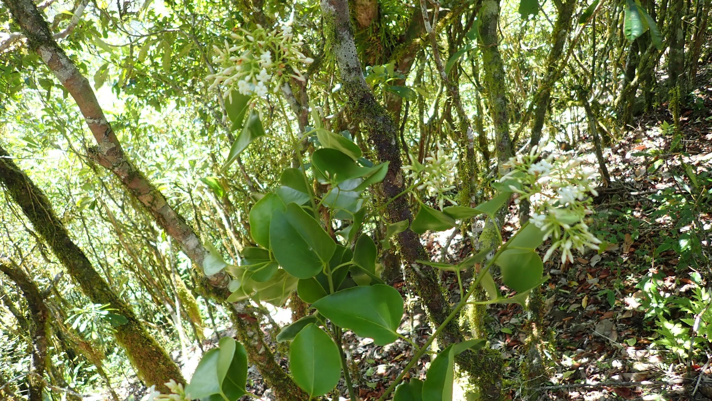 Jasminum mackeeorum habit