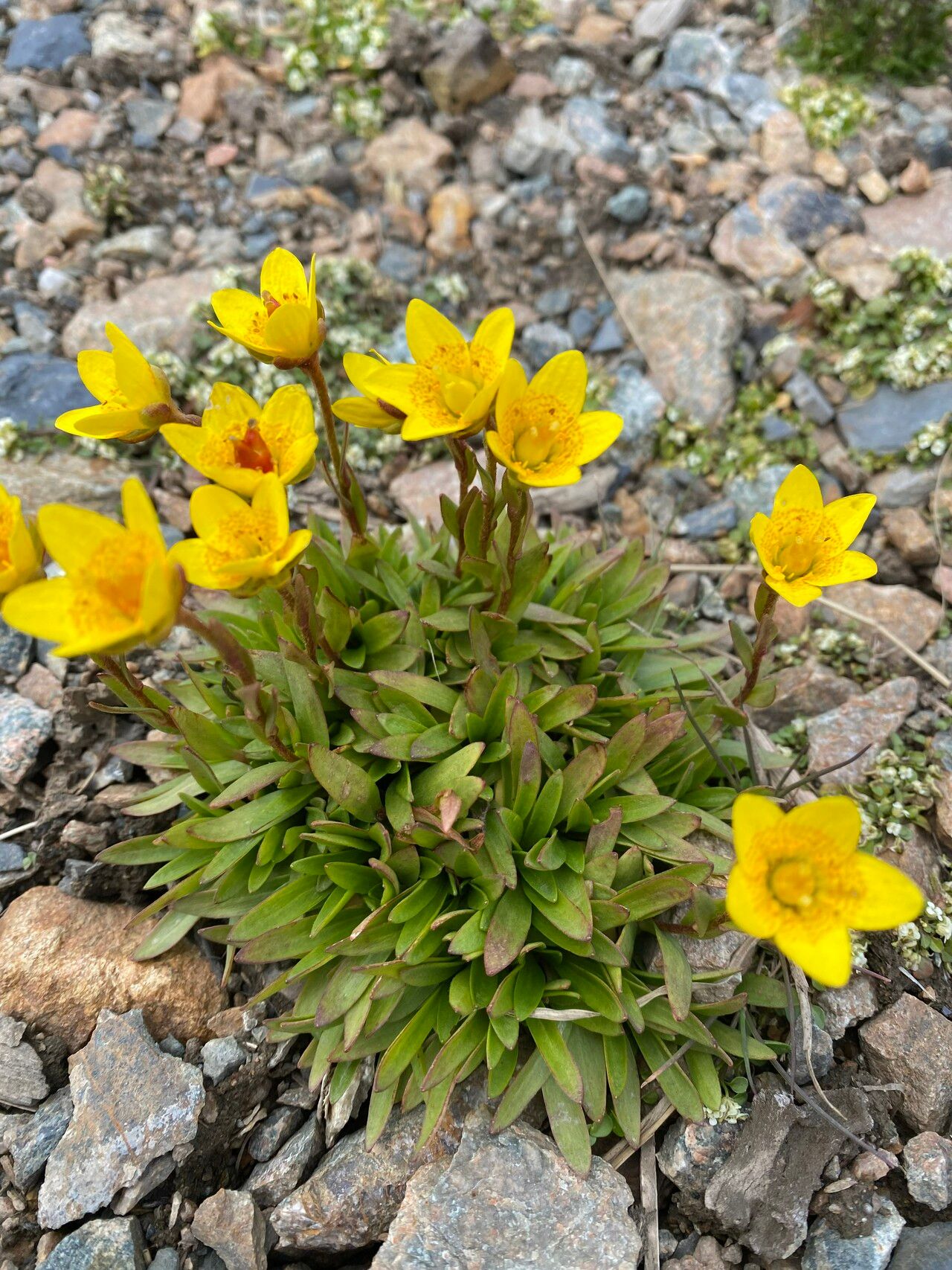 Saxifraga hirculus — search result for 'Saxifraga'