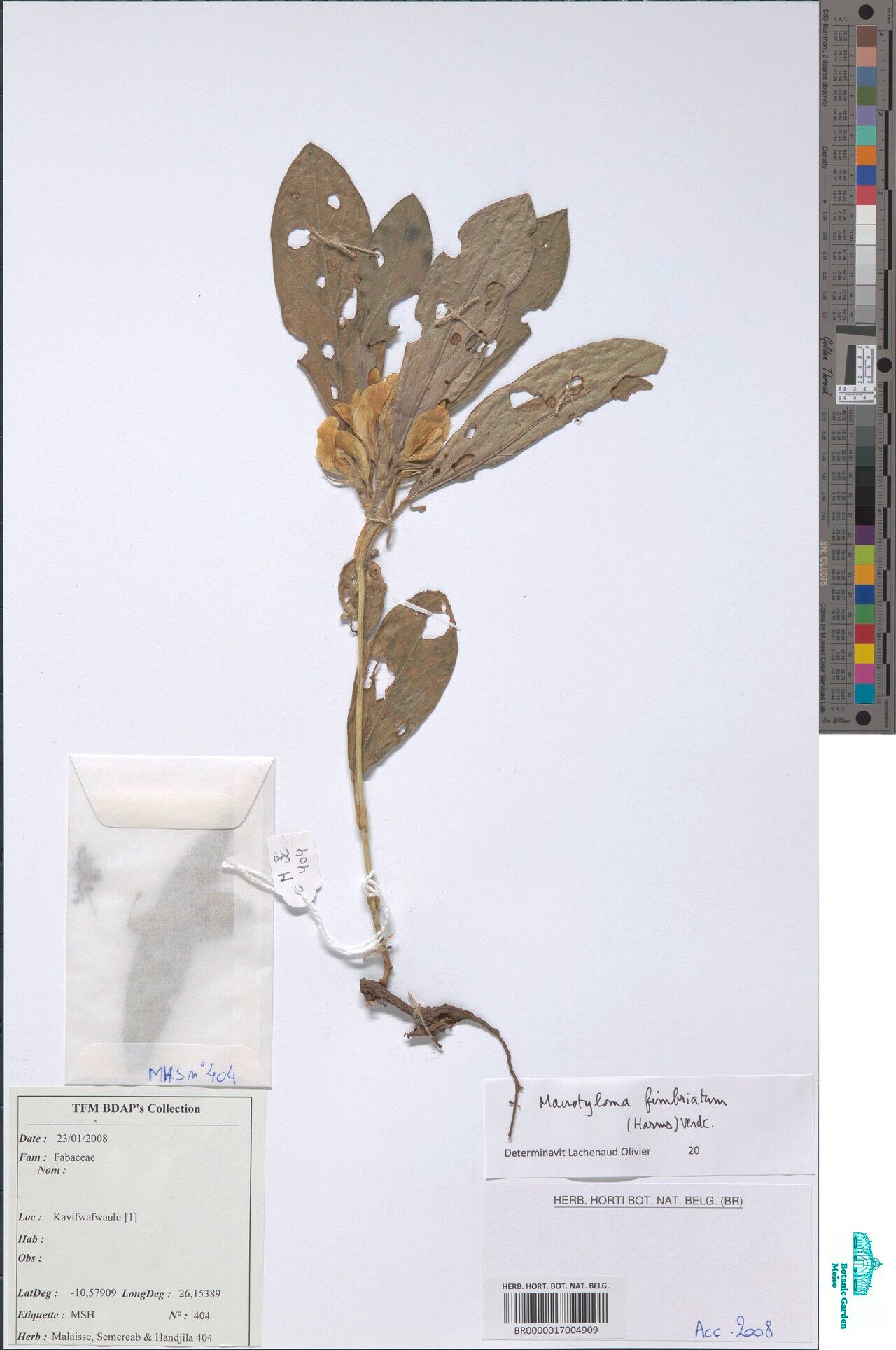 Macrotyloma fimbriatum — houseplant care guide