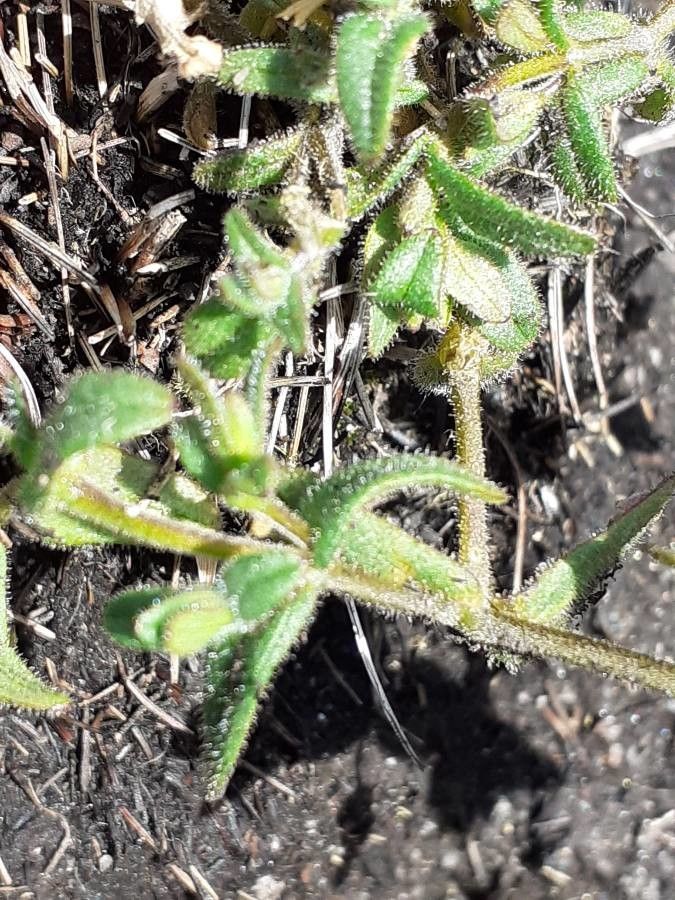 Cerastium cerastoides leaf