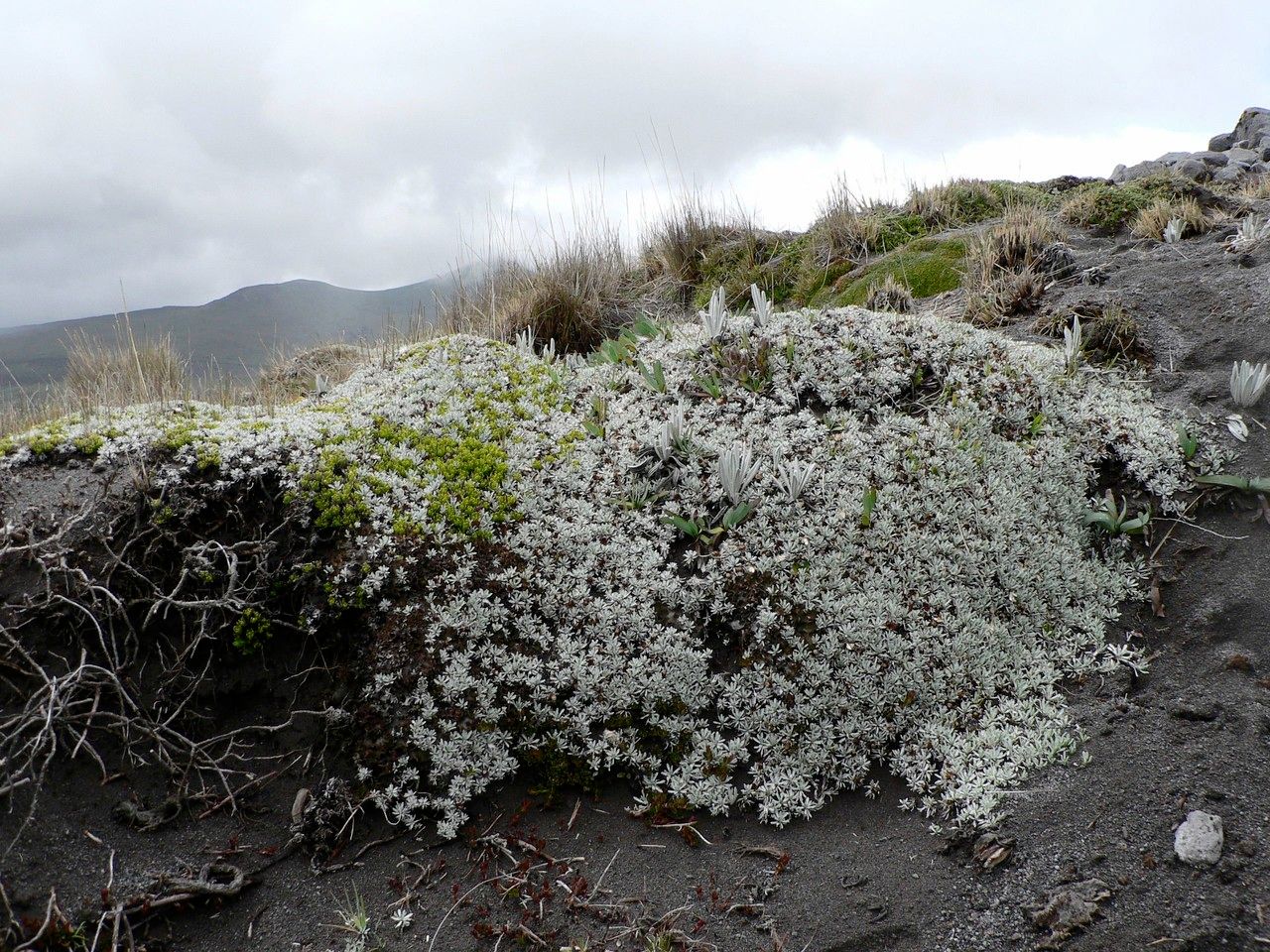 Belloa kunthiana habit