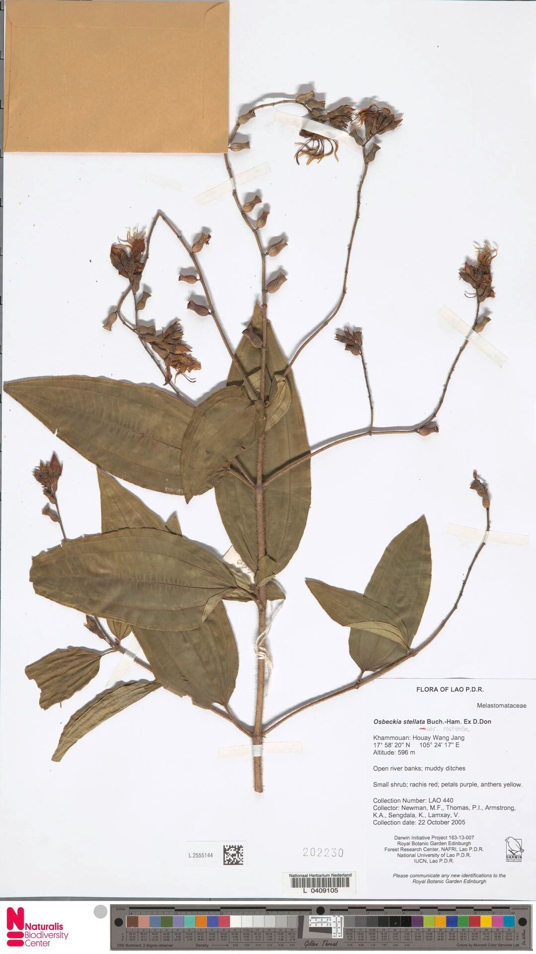 Osbeckia rostrata — houseplant care guide