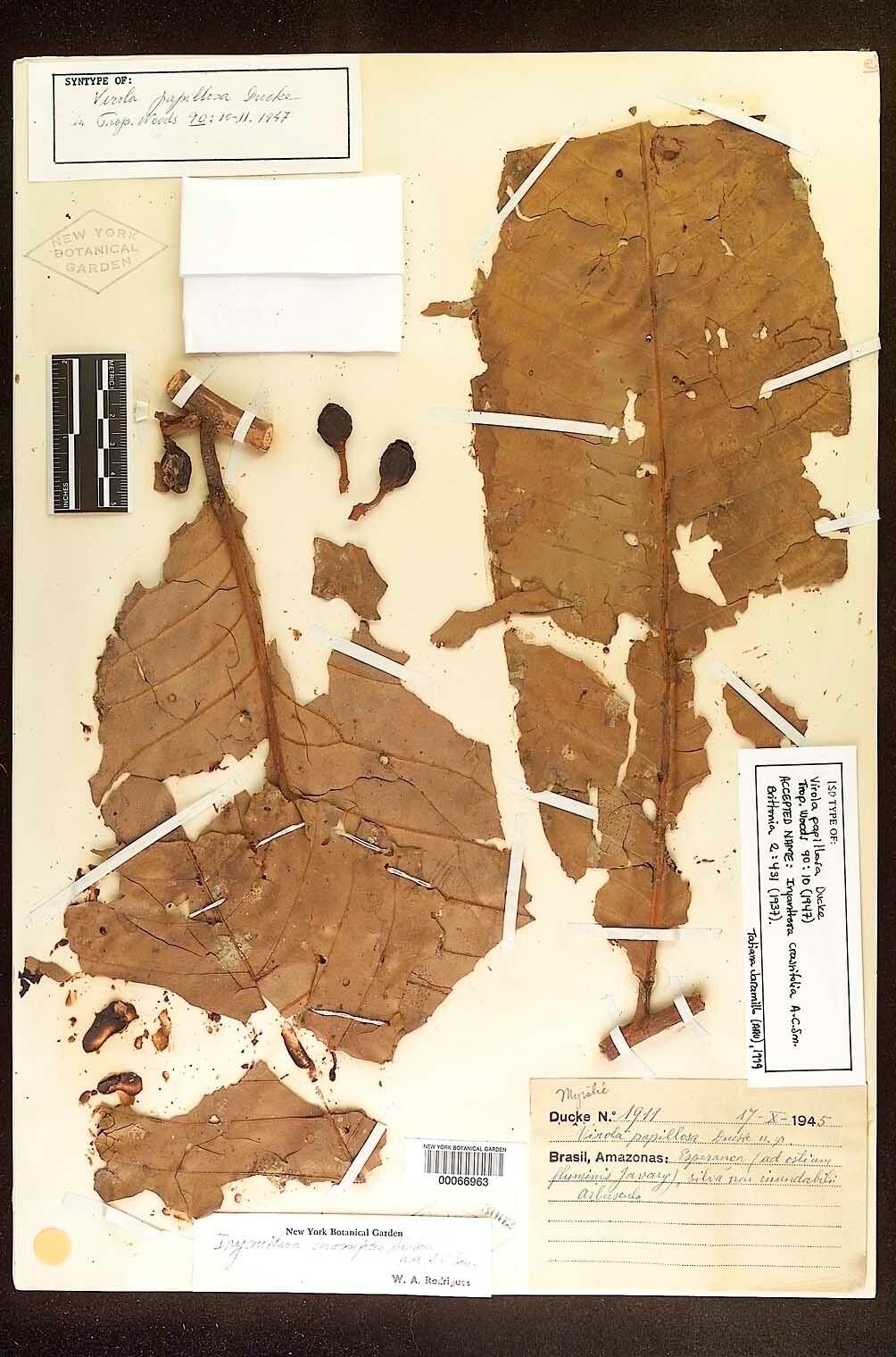 Iryanthera crassifolia — related species from the same genus