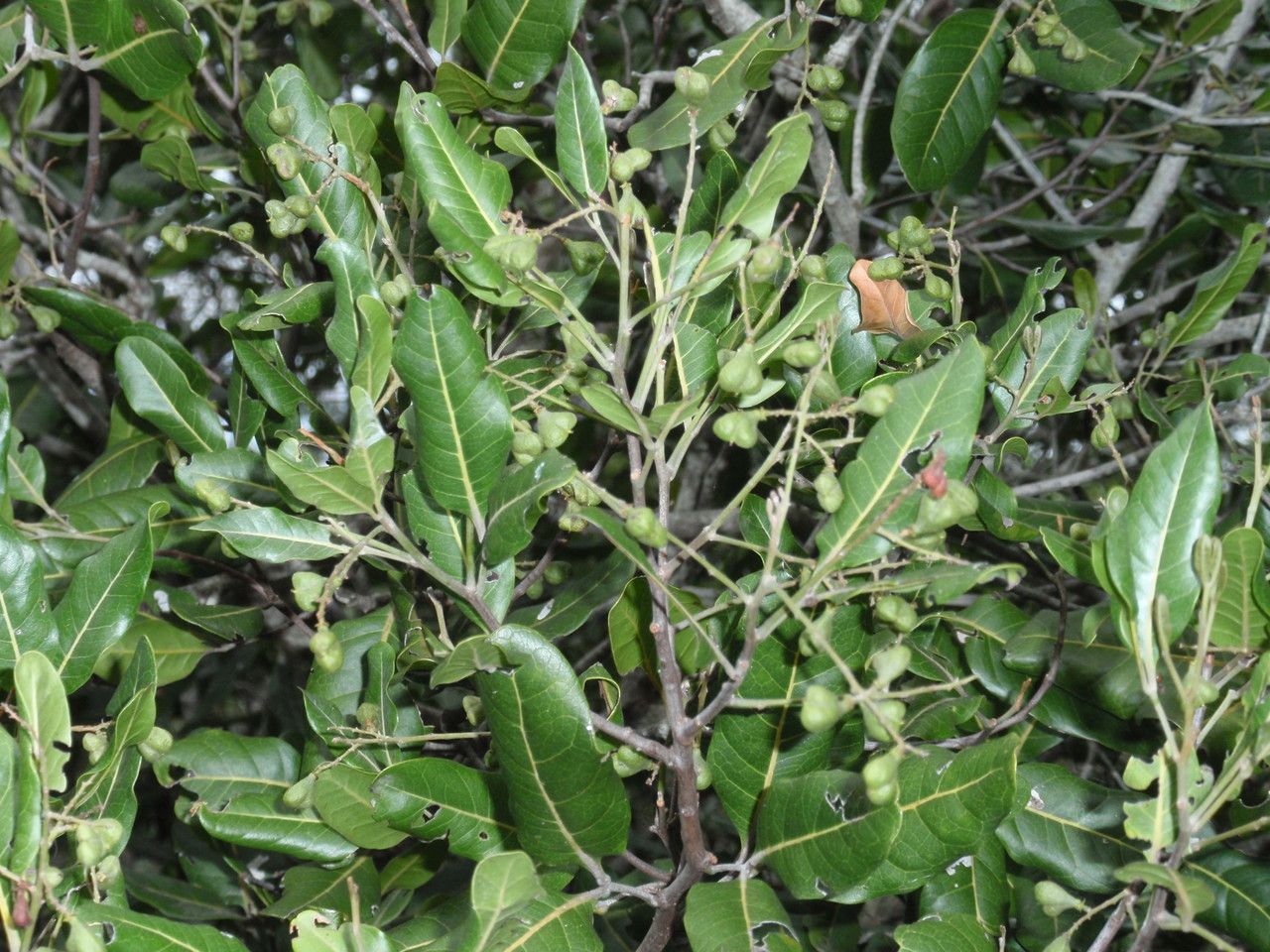 Croton insularis leaf