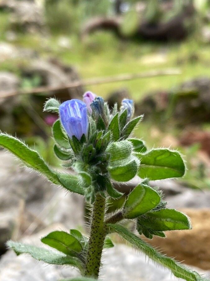 Echium calycinum flower