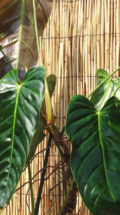 Philodendron esmeraldense leaf