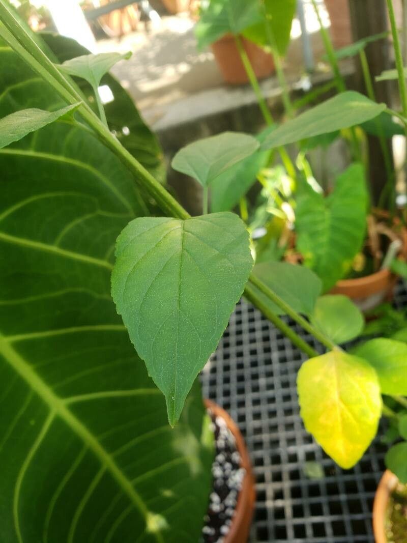 Holmskioldia sanguinea — difficulty easy houseplant