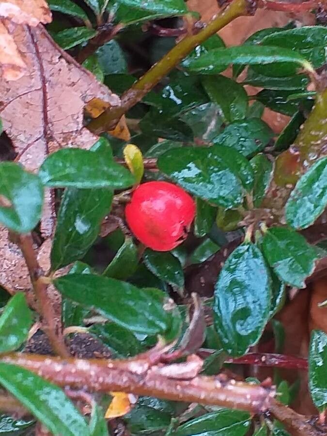 Cotoneaster × suecicus fruit