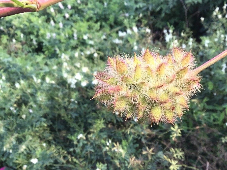 Glycyrrhiza yunnanensis flower