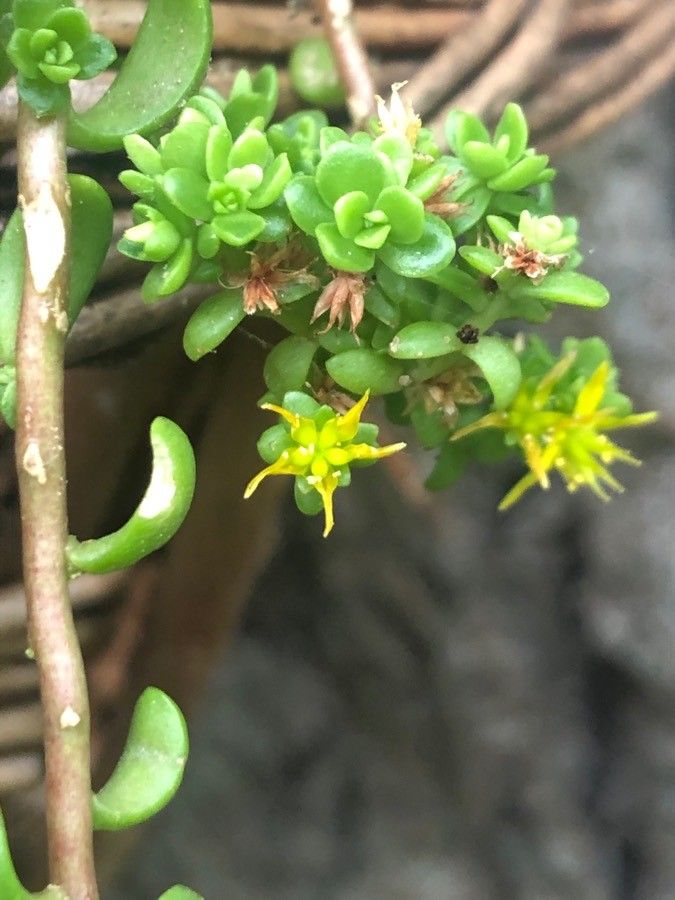 Sedum spathulifolium flower