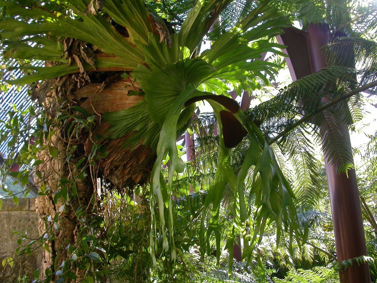 Platycerium superbum leaf