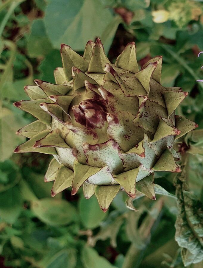 Cynara scolymus fruit
