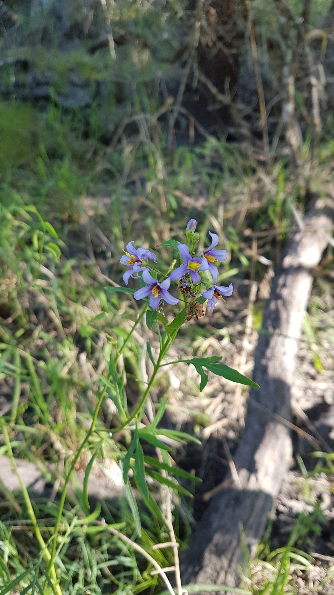 Solanum angustifidum — houseplant care guide