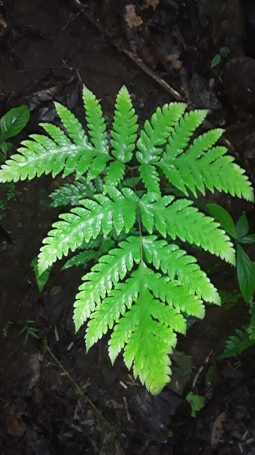 Tectaria rivalis leaf