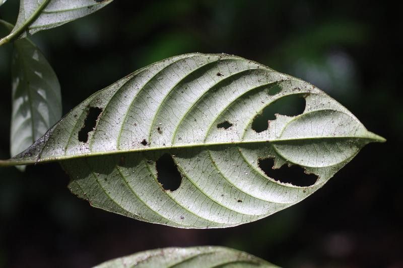 Psychotria platypoda — houseplant care guide