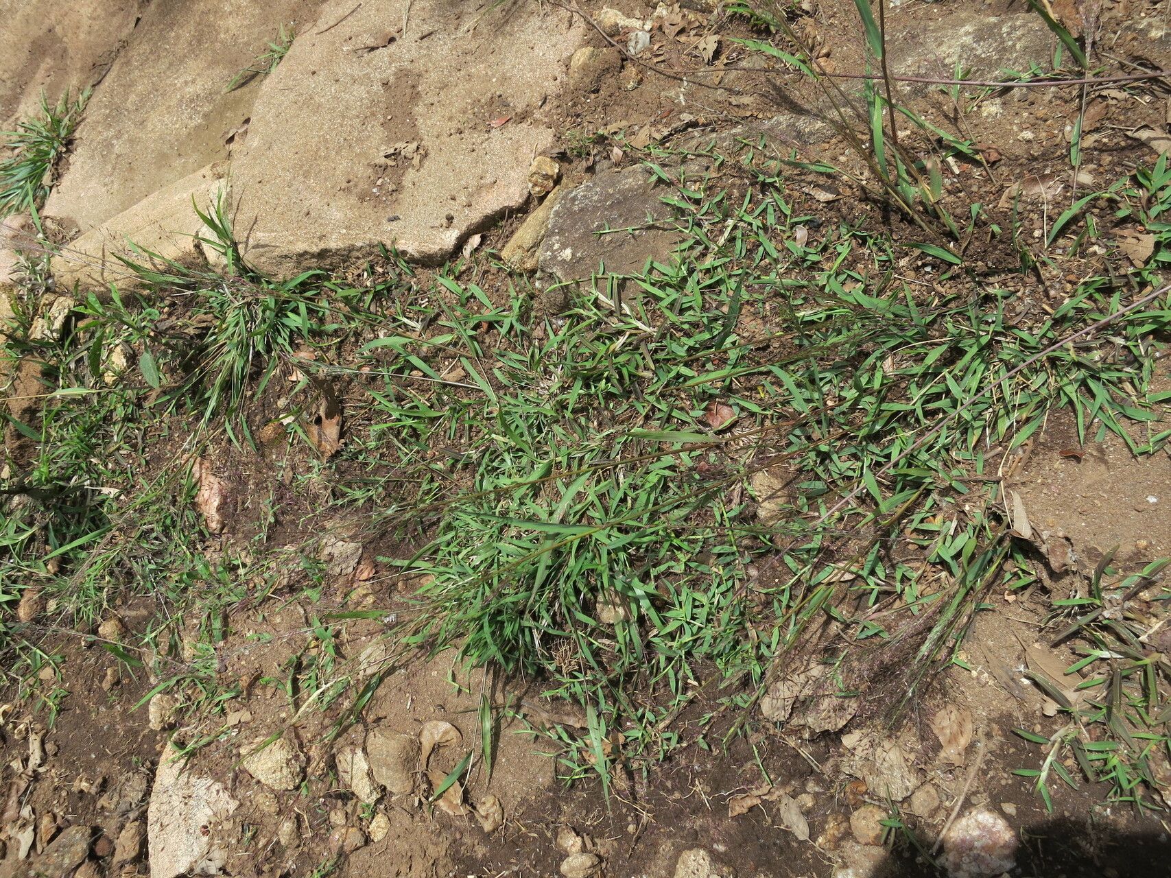 Eragrostis macilenta — search result for 'Eragrostis'