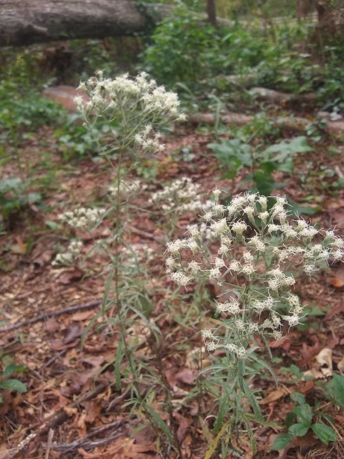 Eupatorium resinosum flower