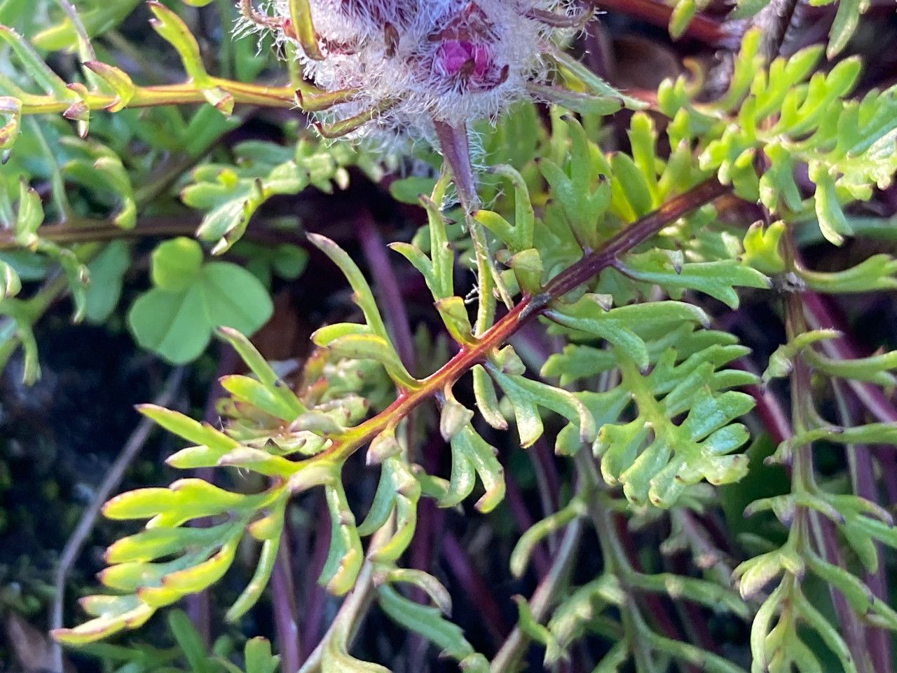 Pedicularis rosea — search result for 'Pedicularis'