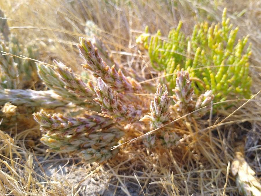 Cordylanthus palmatus flower