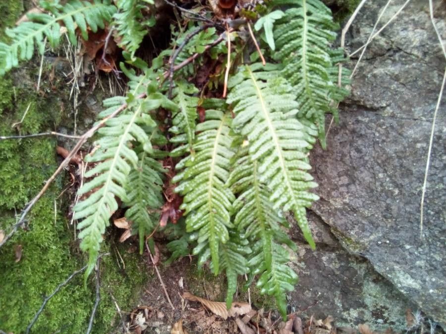 Polypodium vulgare leaf