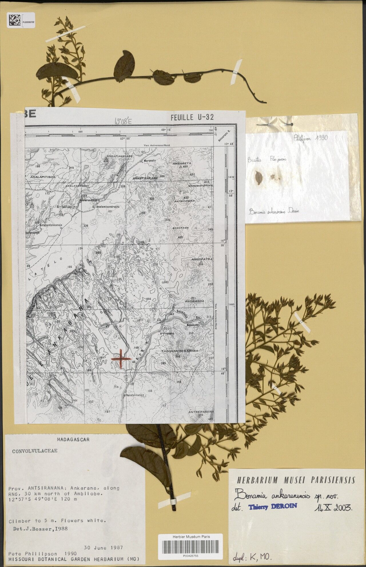 Bonamia ankaranensis — related species from the same genus