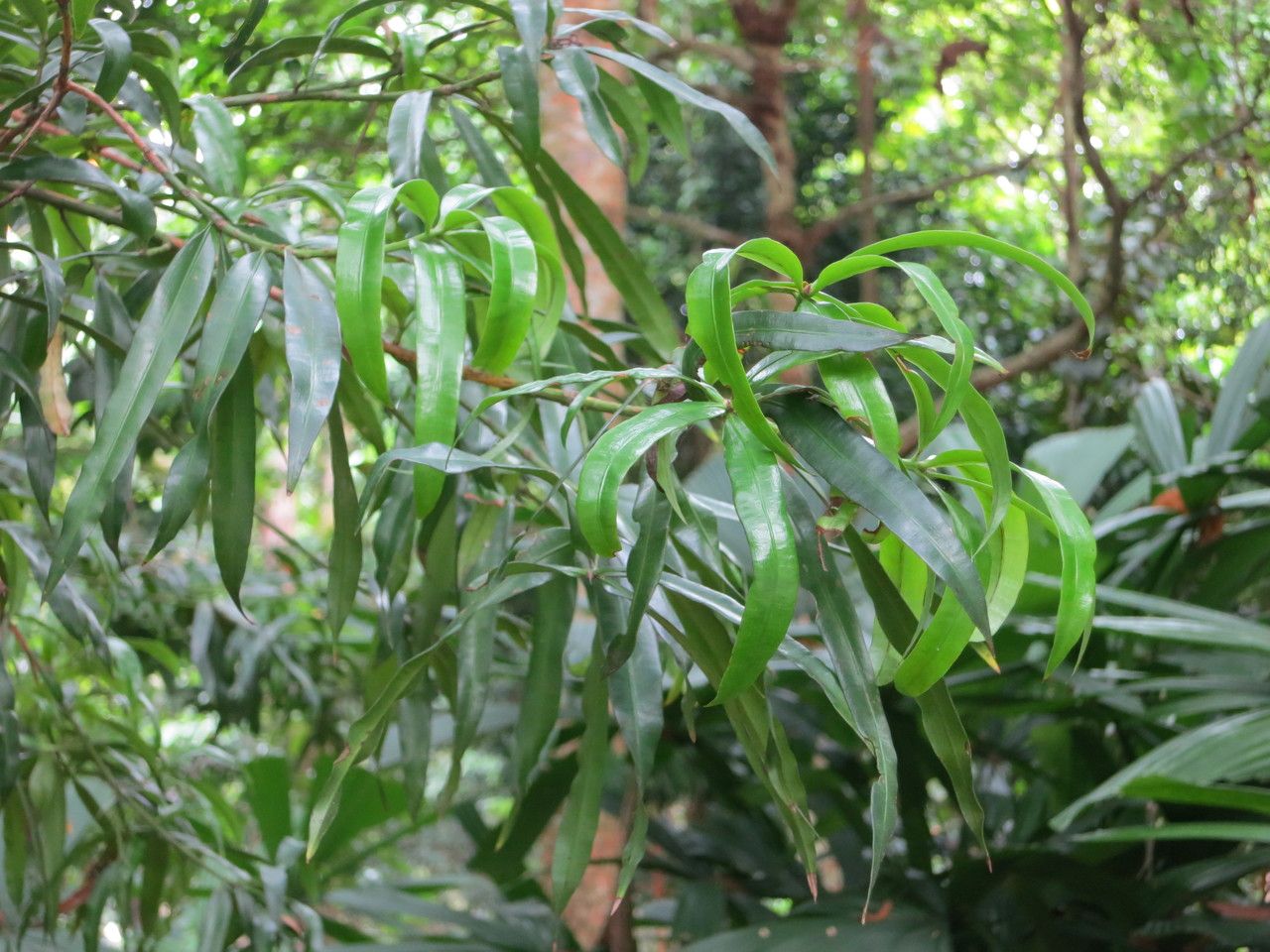 Podocarpus rumphii — search result for 'Papua New Guinea'