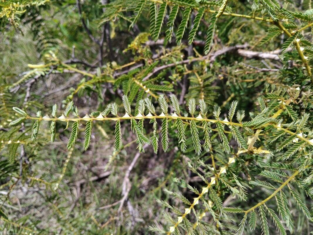 Mimosa latispinosa leaf
