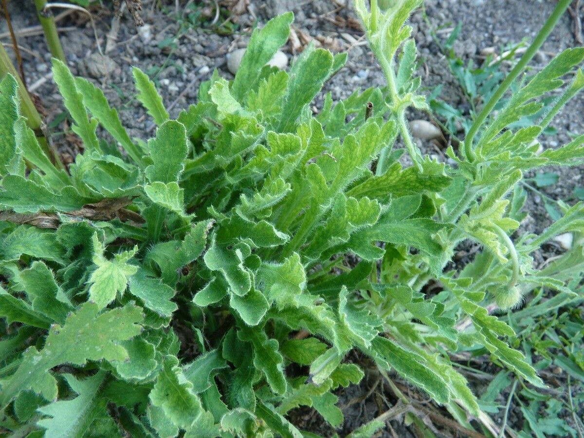 Papaver lateritium — search result for 'Papaver'