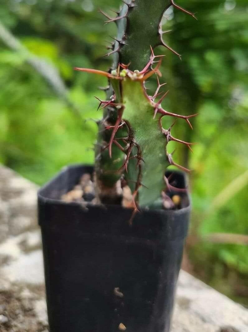 Euphorbia glochidiata — houseplant care guide