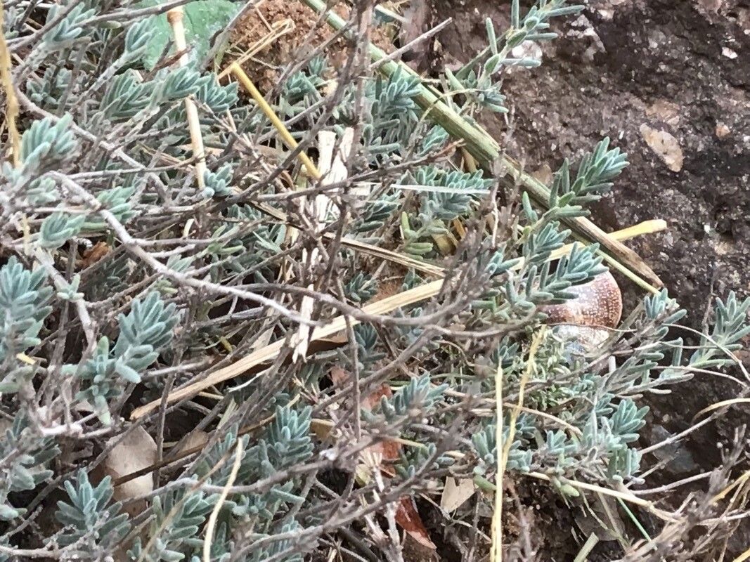 Thymus willdenowii — search result for 'Thymus'