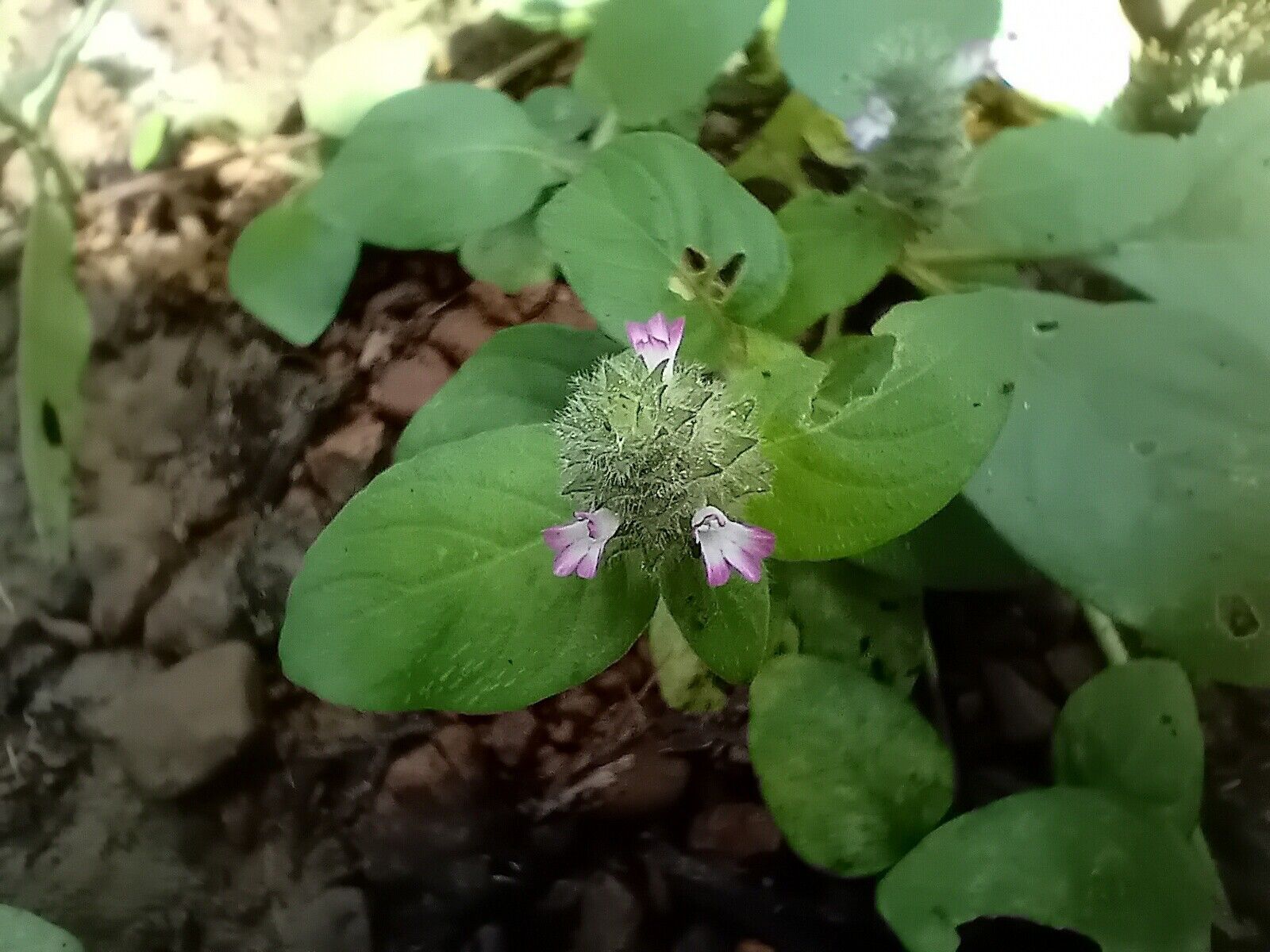 Nelsonia smithii flower
