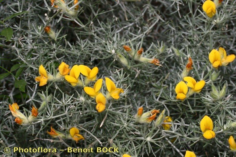 Lotus mascaensis — search result for 'Lotus'