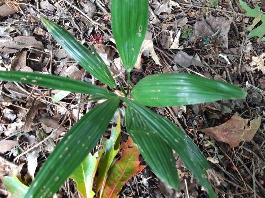 Asplundia utilis — houseplant care guide