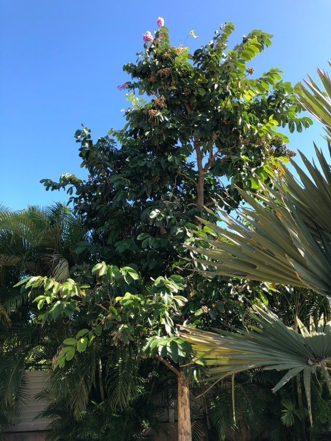 Castanospermum australe flower