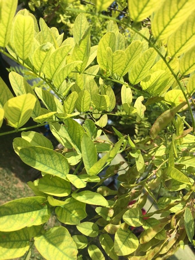 Calpurnia aurea leaf