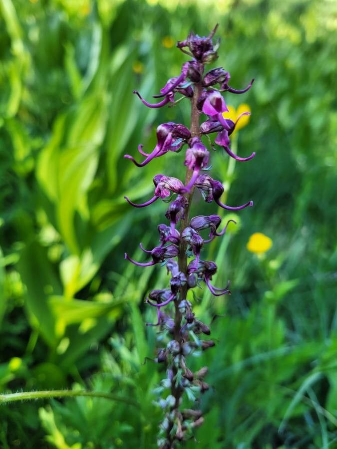 Pedicularis groenlandica flower