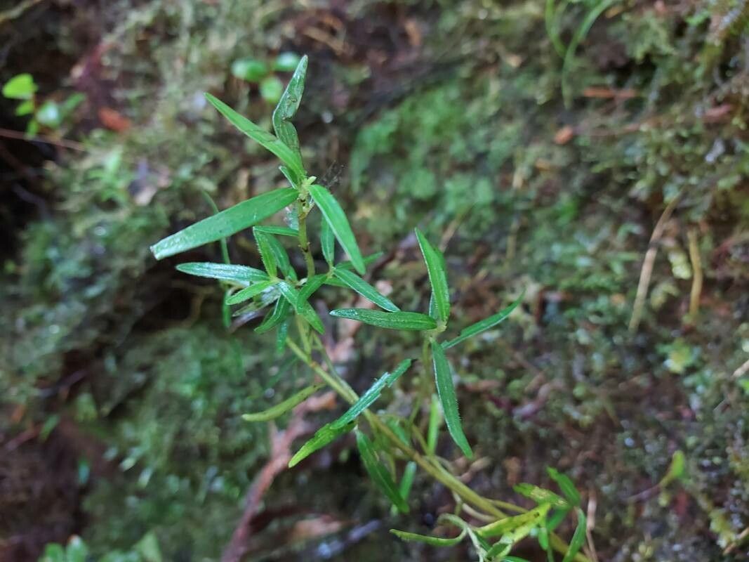 Geniostoma angustifolium leaf