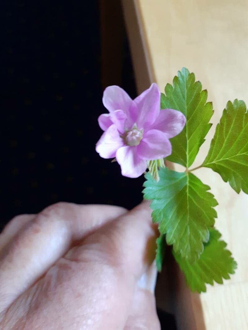 Rubus arcticus — search result for 'Rubus'