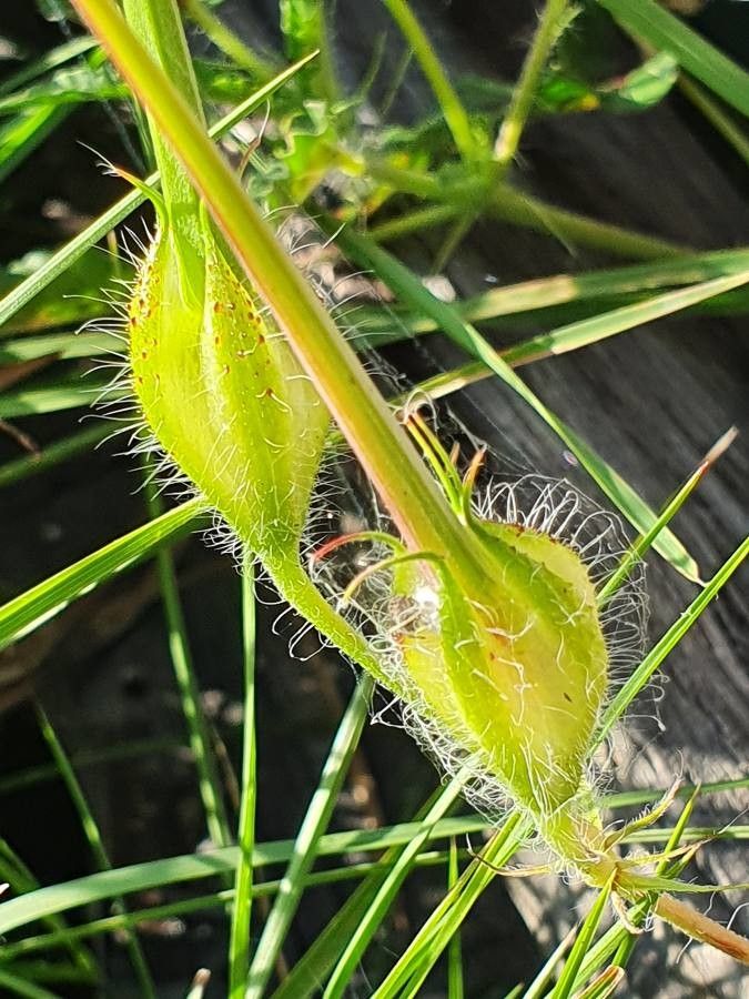 Monsonia longipes fruit