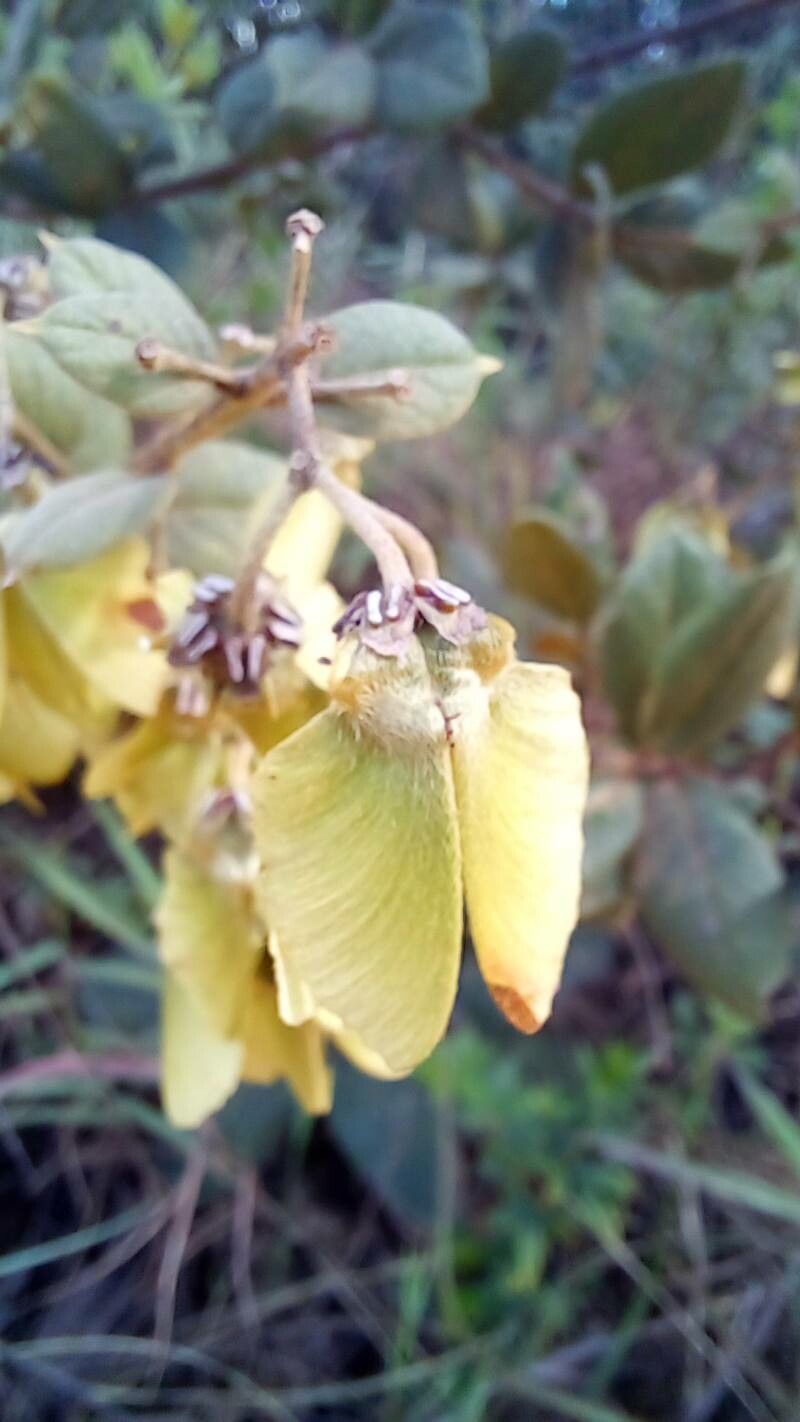 Banisteriopsis schizoptera fruit