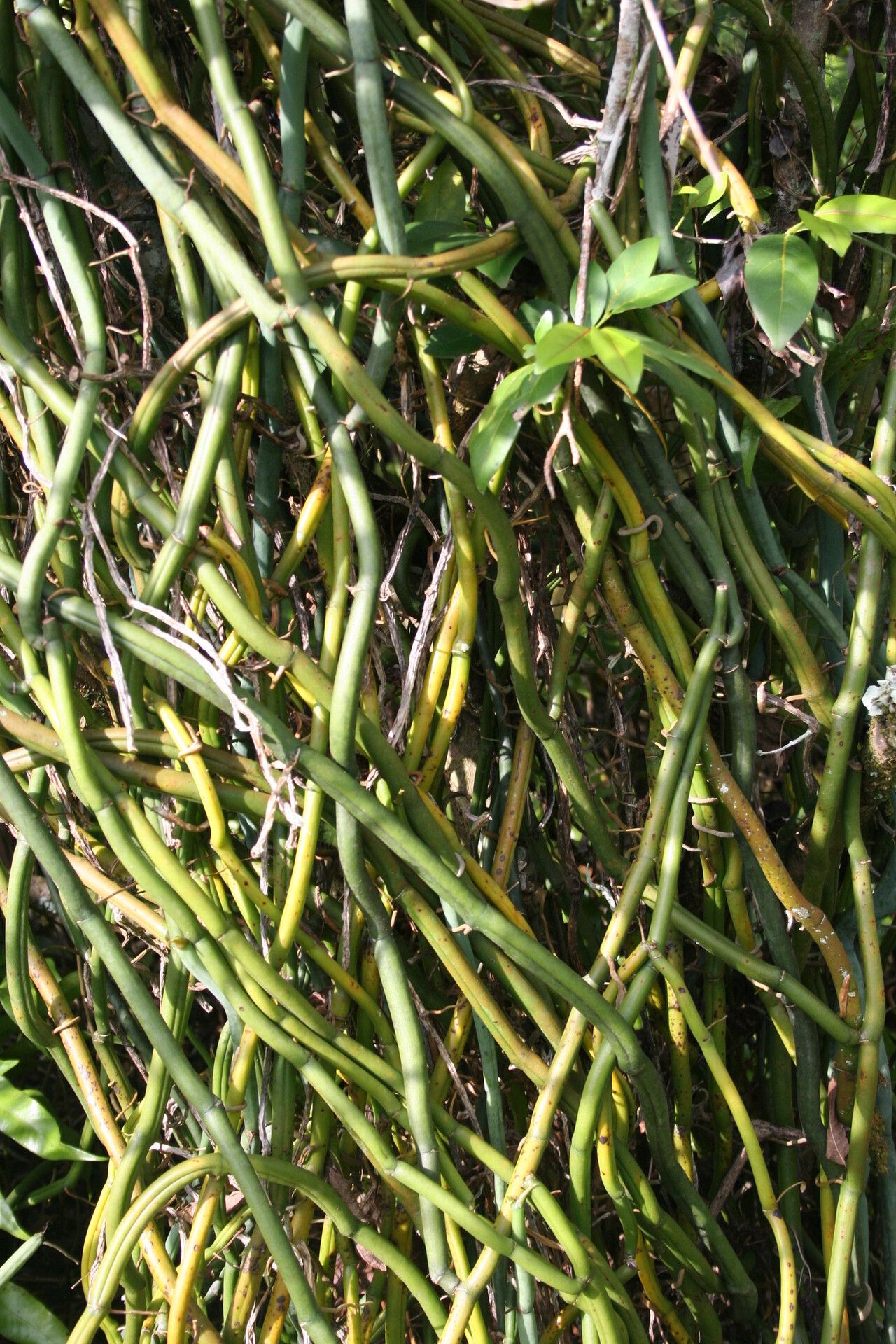 Vanilla phalaenopsis habit