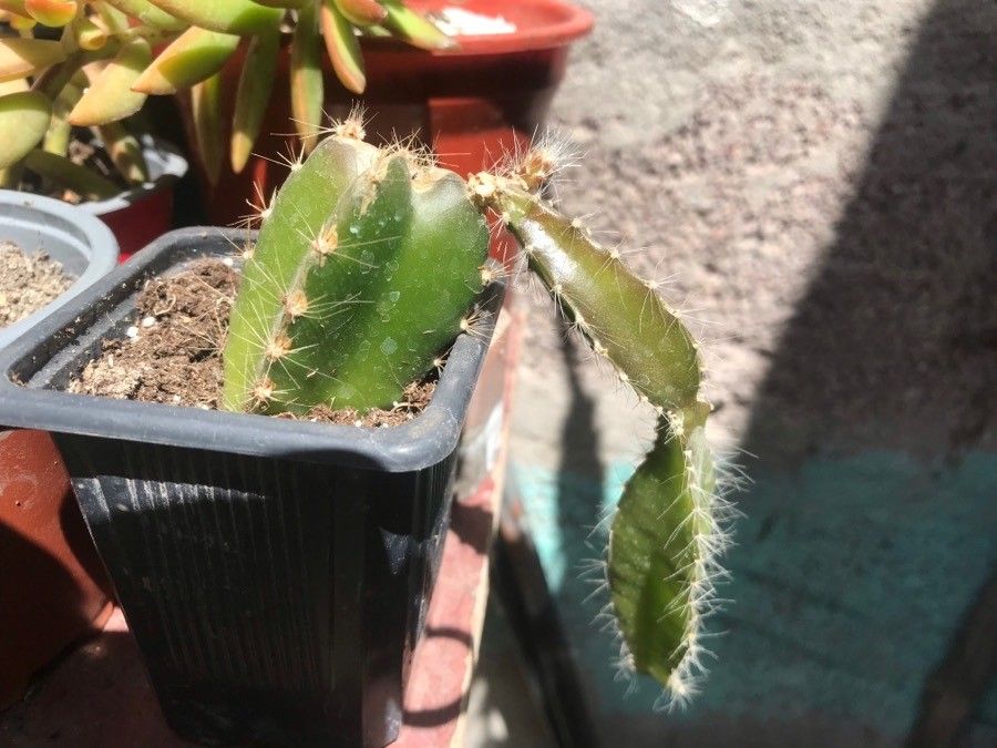 Selenicereus testudo — loam houseplant