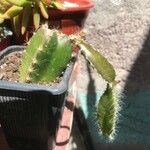 Selenicereus testudo