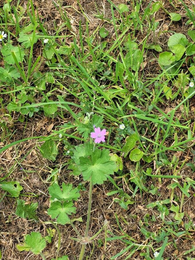 Geranium spp. habit