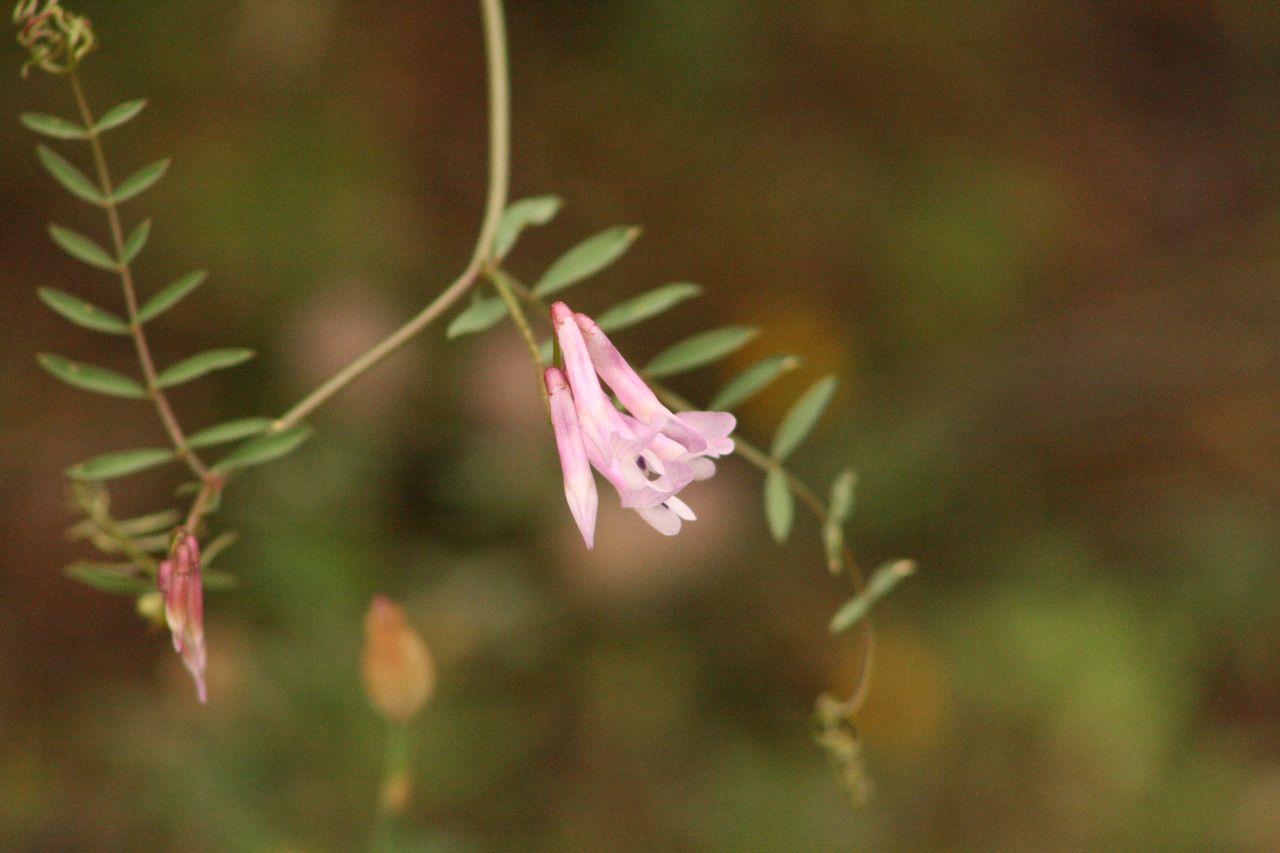 Vicia elegantissima flower